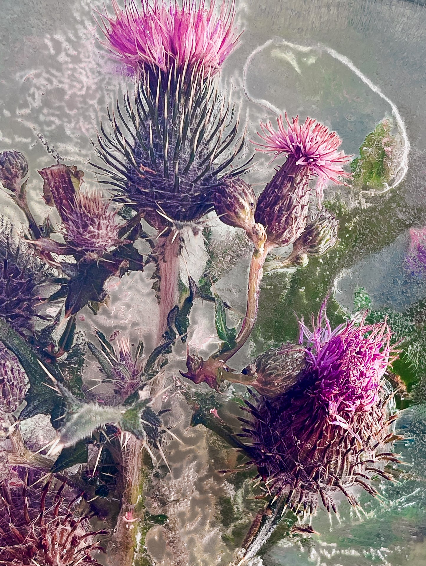 Mothali Photography | Frozen Flower Cards