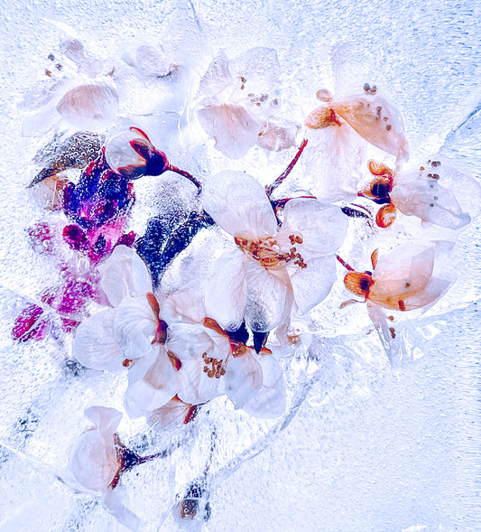 Mothali Photography | Frozen Flower Cards