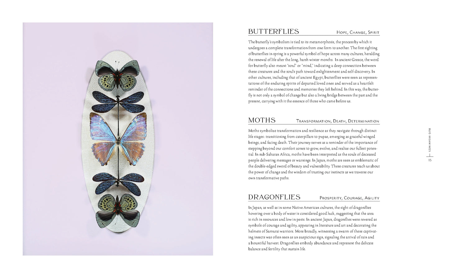 Beautiful Bugs