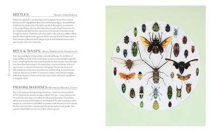 Beautiful Bugs