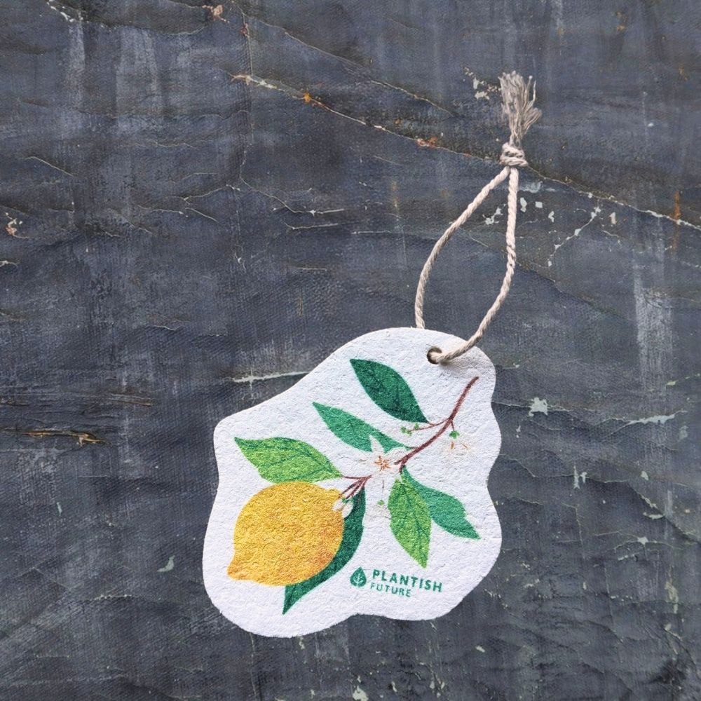 Pop Up Sponge | Lemon Grove