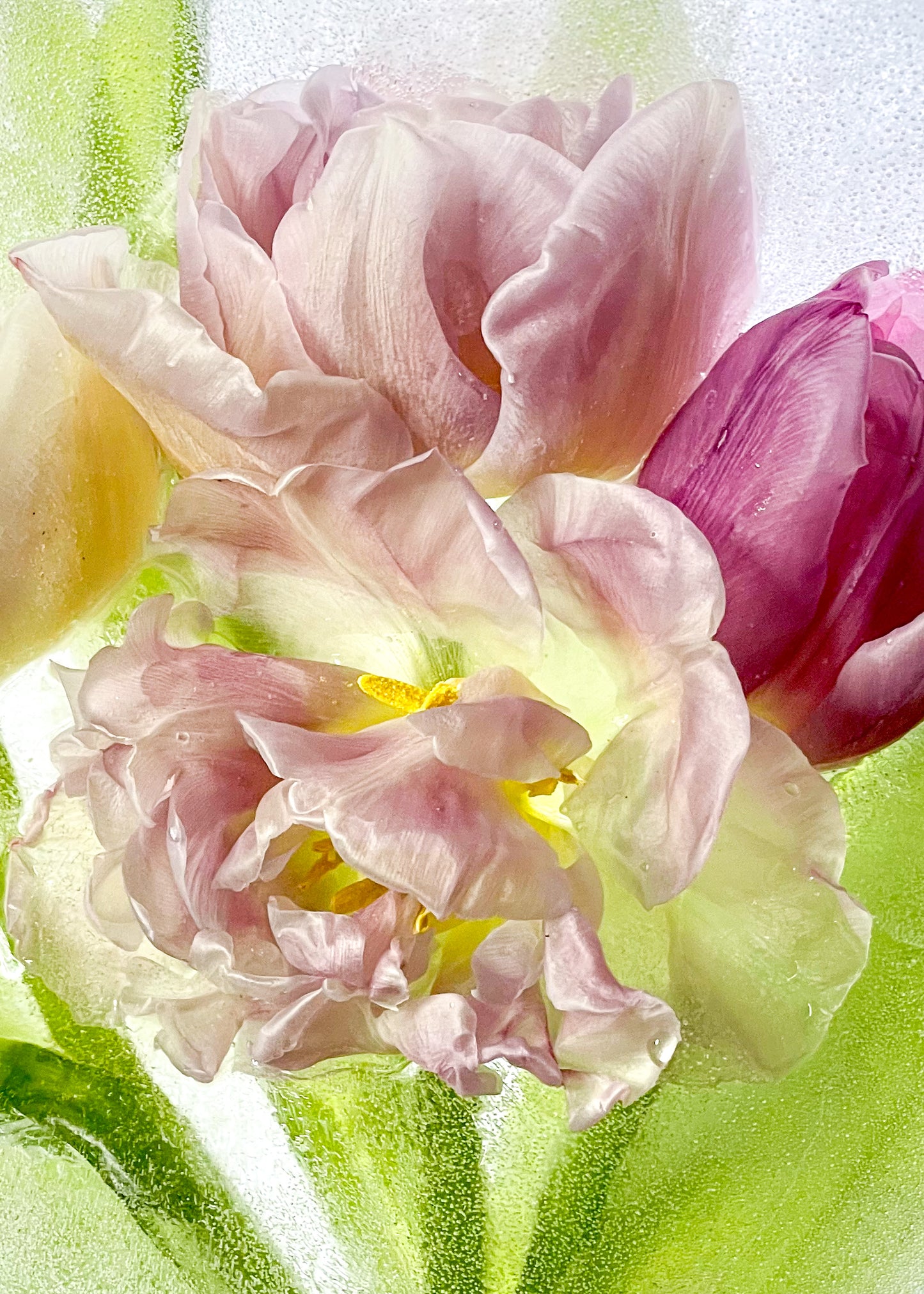Mothali Photography | Frozen Flower Cards