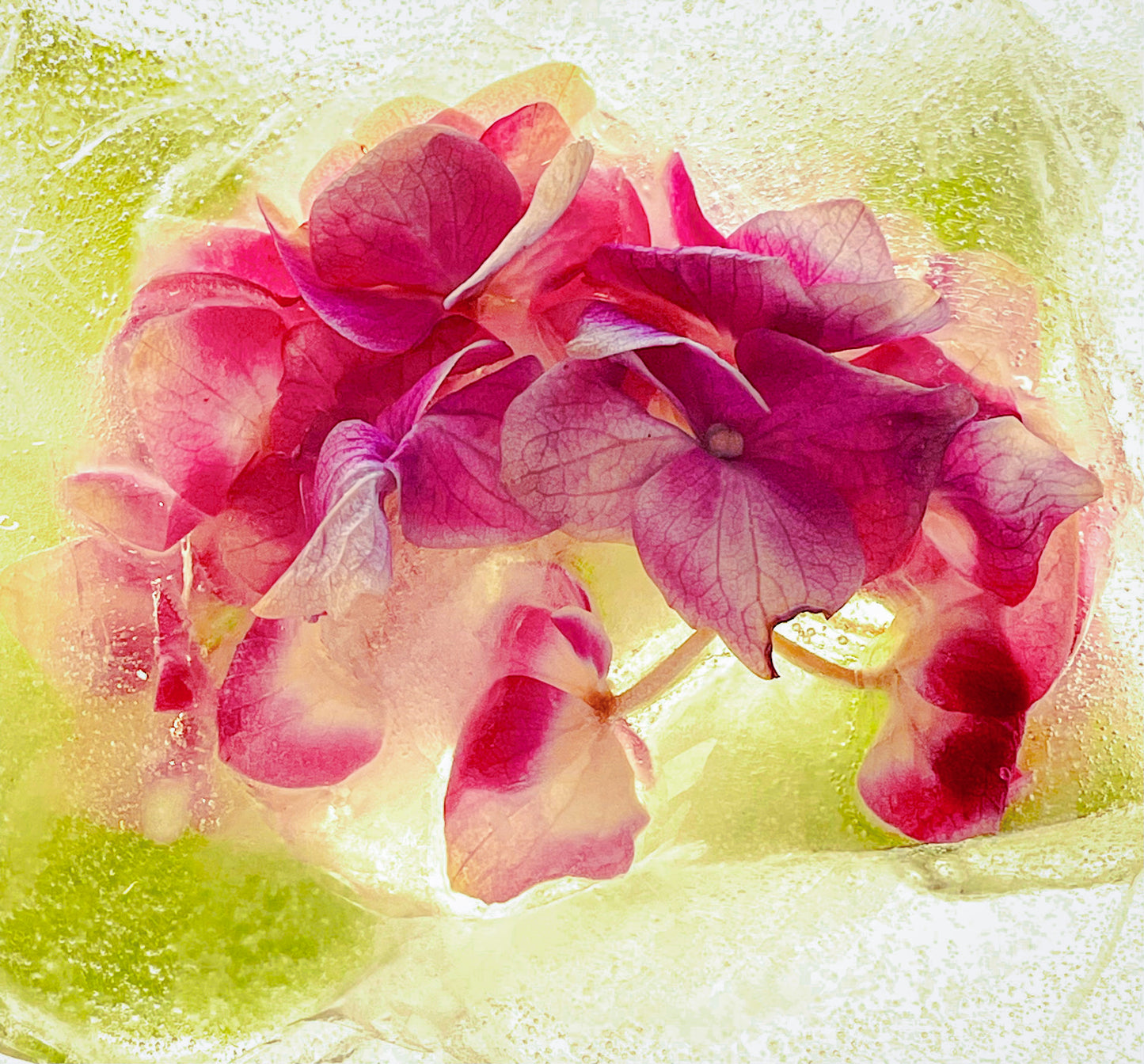 Mothali Photography | Frozen Flower Cards