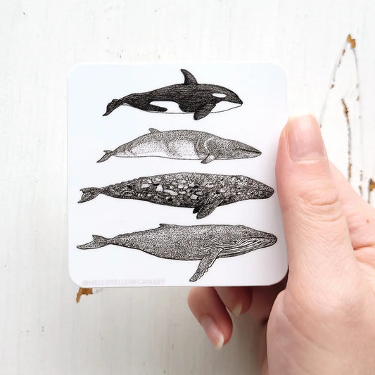 4 Whales Sticker
