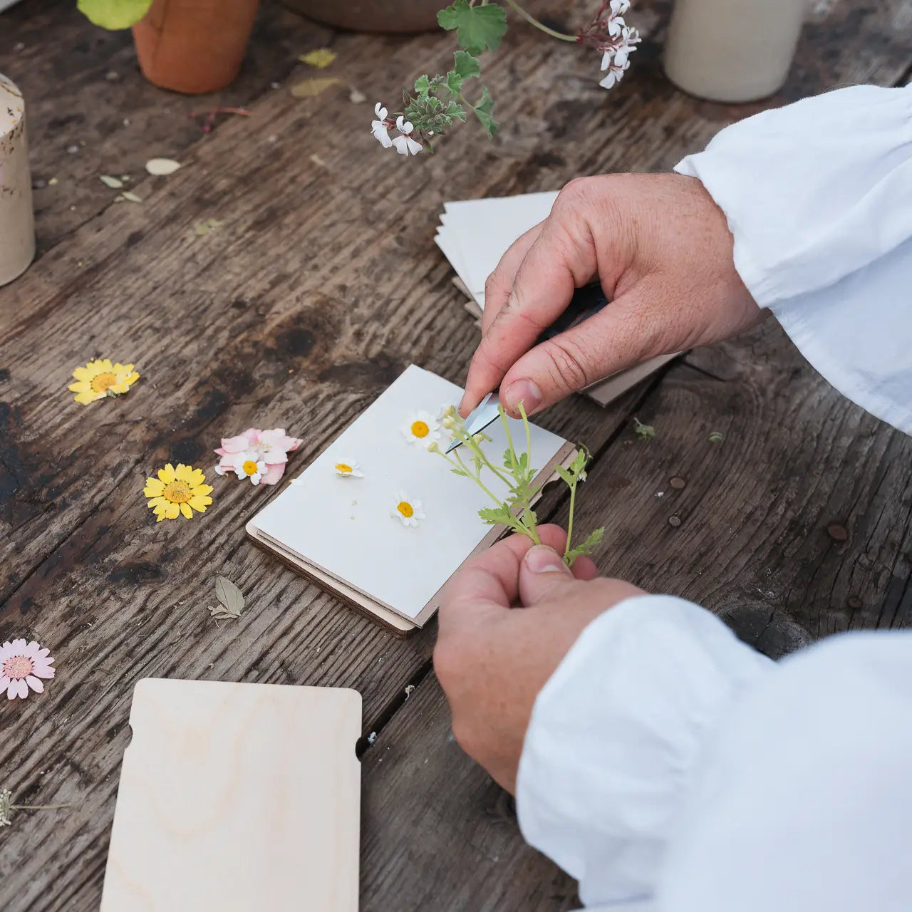 Pocket Flower Press | Dandelion - Warm Gift Shop
